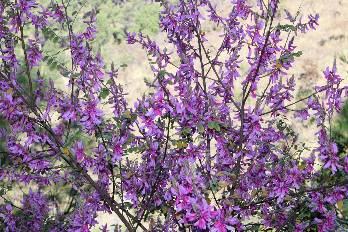 True Indigo (Indigofera tinctoria) Seeds – 50 ct