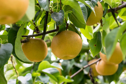 Asian Pear (Pyrus pyrifolia) Seeds – 20 ct