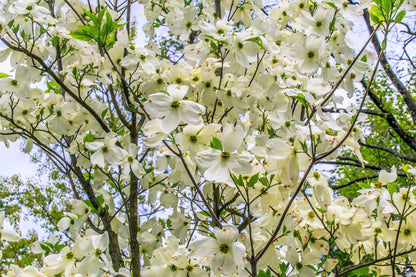 10 White Flowering Dogwood (Cornus Florida) Seeds