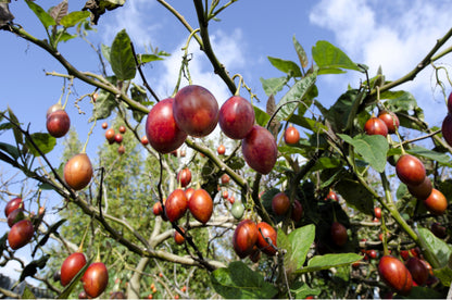 10 Tamarillo (Cyphomandra Betacea Solanum) Seeds