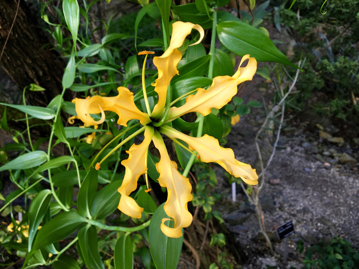 10 YELLOW GLORIOSA LILY Flame Lily Gloriosa Lutea Flower Vine Seeds