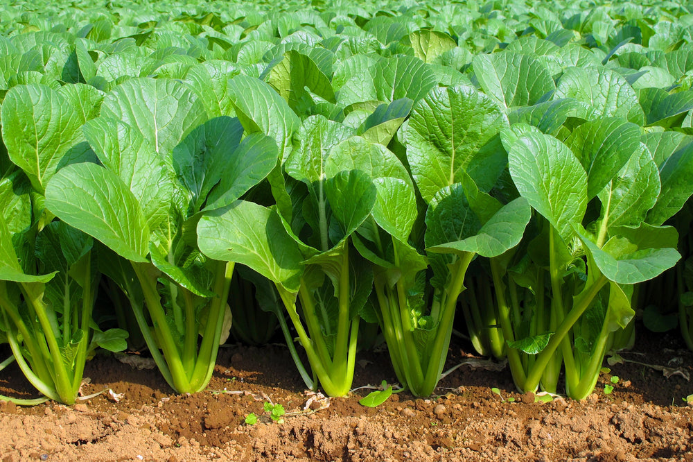 1500 Spinach Mustard Tendergreen (Brassica Rapa) Seeds