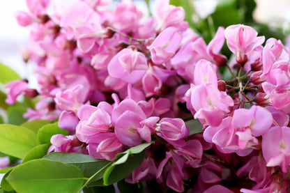 Rose Locust (Robinia hispida) Seeds – 15 ct