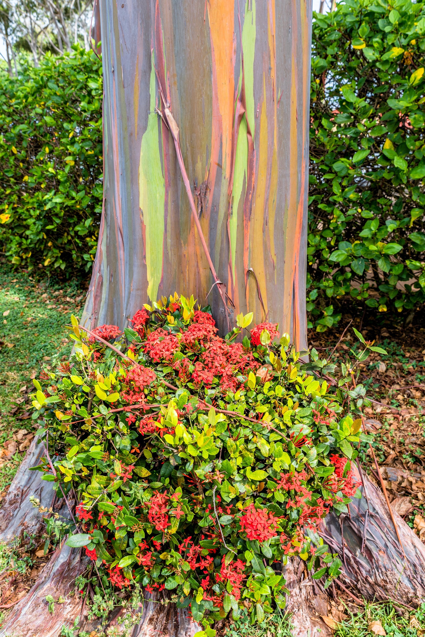 50 Rainbow Eucalyptus (Eucalyptus Deglupta) Seeds