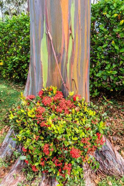 50 Rainbow Eucalyptus (Eucalyptus Deglupta) Seeds