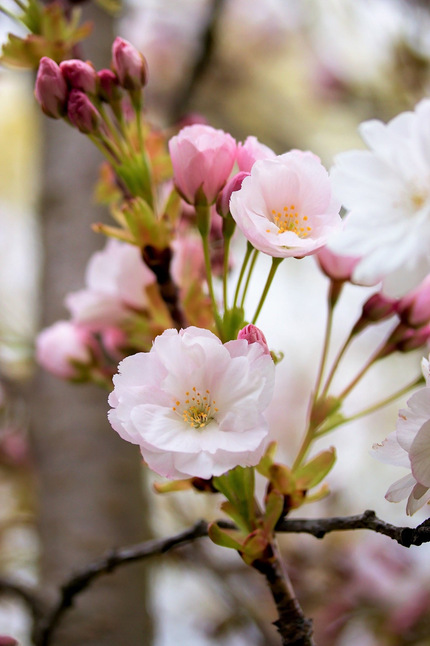 10 JapaneseMountain Cherry (Prunus Serrulata Spontanea) Seeds