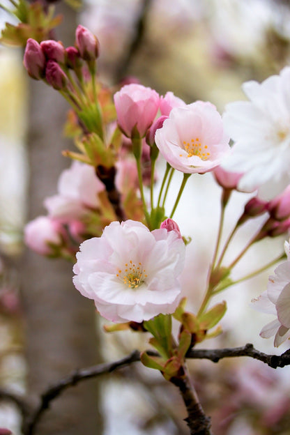 10 JapaneseMountain Cherry (Prunus Serrulata Spontanea) Seeds
