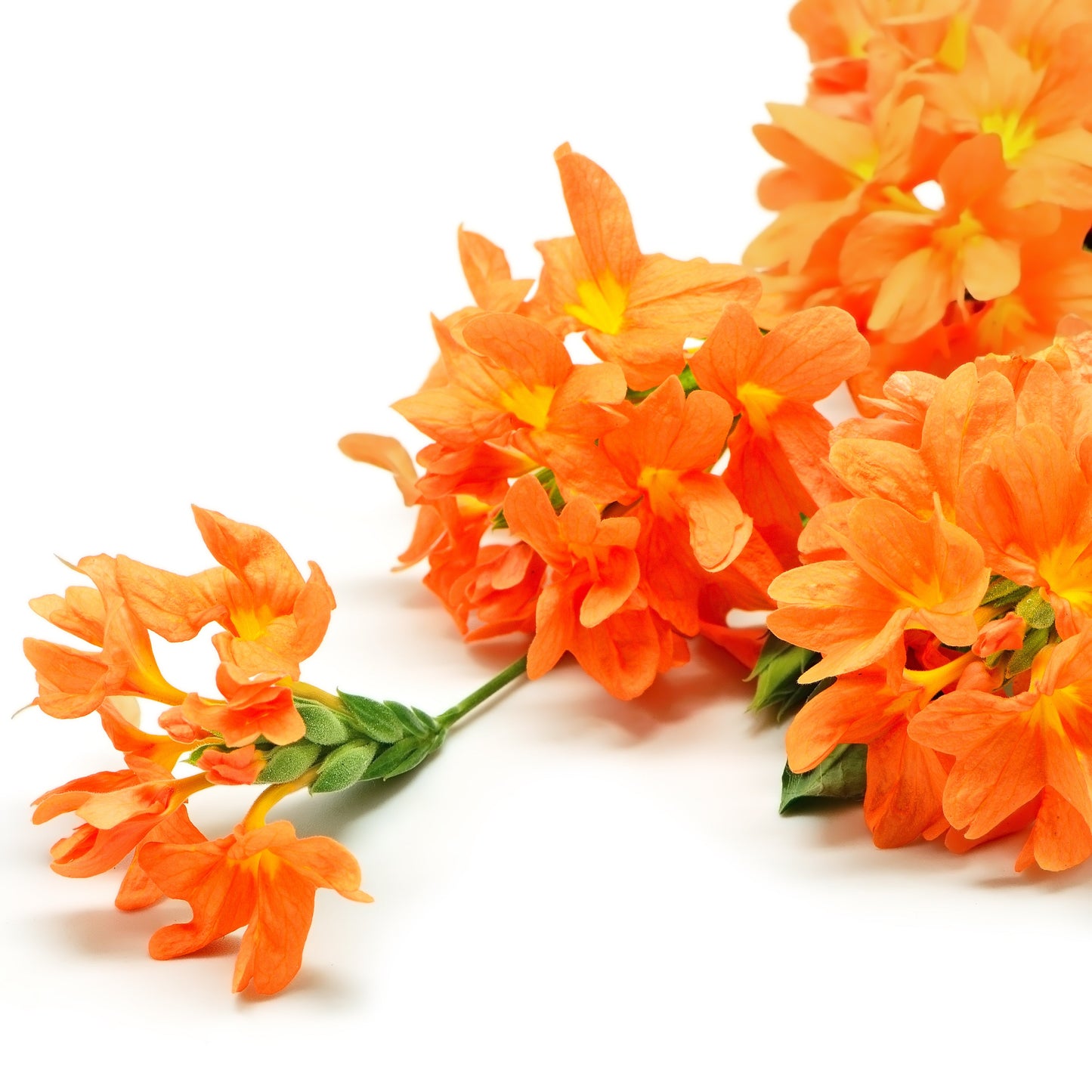 10 Orange Marmalade Crossandra (Crossando Infundibuliformis) Seeds