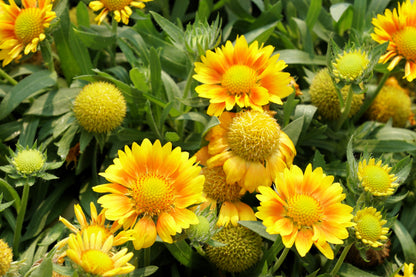 100 Yellow Gaillardia (Blanket Flower / Indian Blanket, Gaillardia Aristata) Seeds