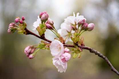 10 JapaneseMountain Cherry (Prunus Serrulata Spontanea) Seeds