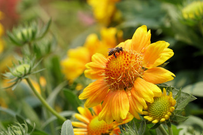 100 Yellow Gaillardia (Blanket Flower / Indian Blanket, Gaillardia Aristata) Seeds