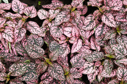 Pink Splash Select Polka Dot Plant (Hypoestes phyllostachya) Seeds – 10 ct
