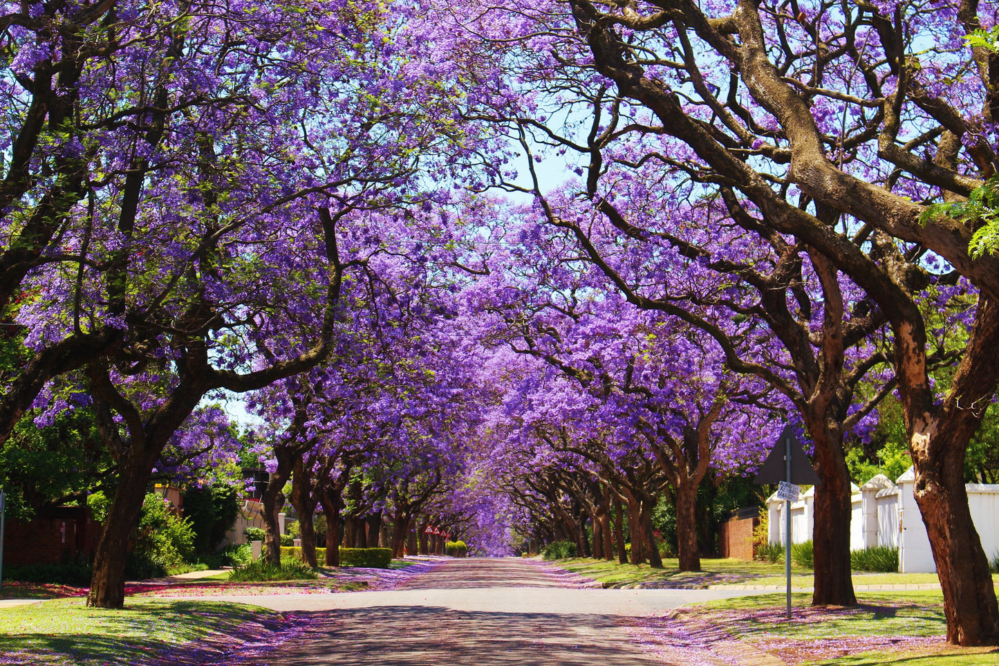25 Blue Jacaranda Tree (Jacaranda Mimosifolia) Seeds