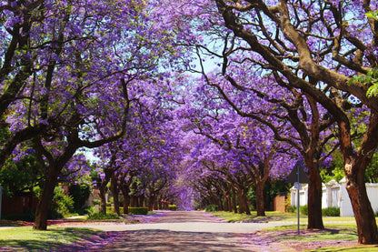 25 Blue Jacaranda Tree (Jacaranda Mimosifolia) Seeds