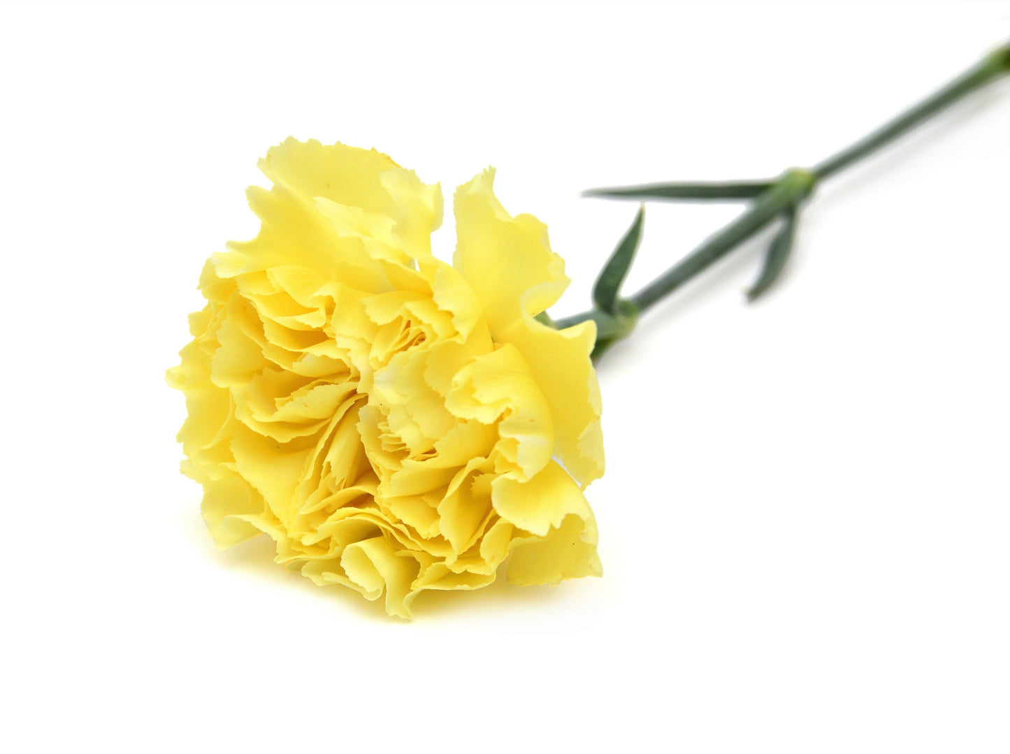 50 Yellow Carnation (Dianthus Caryophyllus ) Seeds