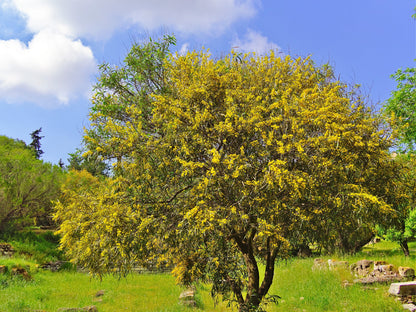 10 Golden Mimosa (Acacia Baileyana) Seeds