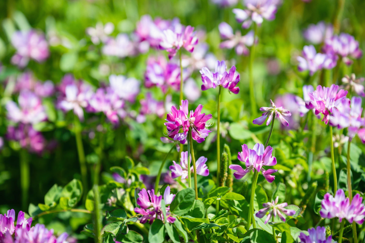 50 Milk Vetch/ Astragalus (Astragalus Sinicus) Seeds