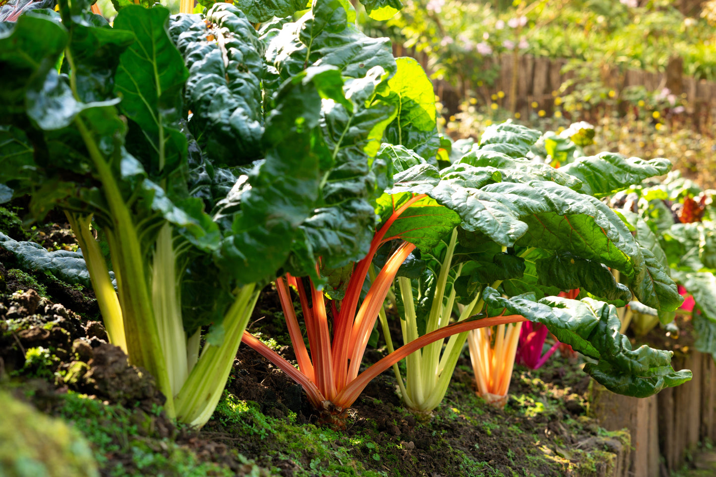 150 Rainbow Mix Swiss Chard (Beta Vulgaris) gSeeds