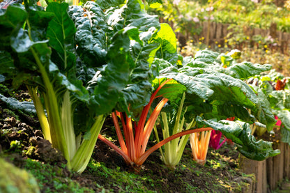 150 Rainbow Mix Swiss Chard (Beta Vulgaris) gSeeds