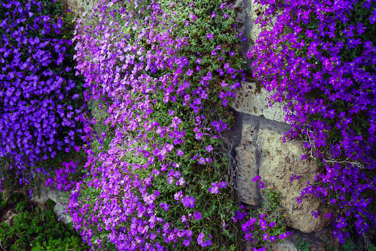 400 RAINBOW ROCKCRESS Rock Cress Large Flowered Aubrieta Cultorum Flower Seeds