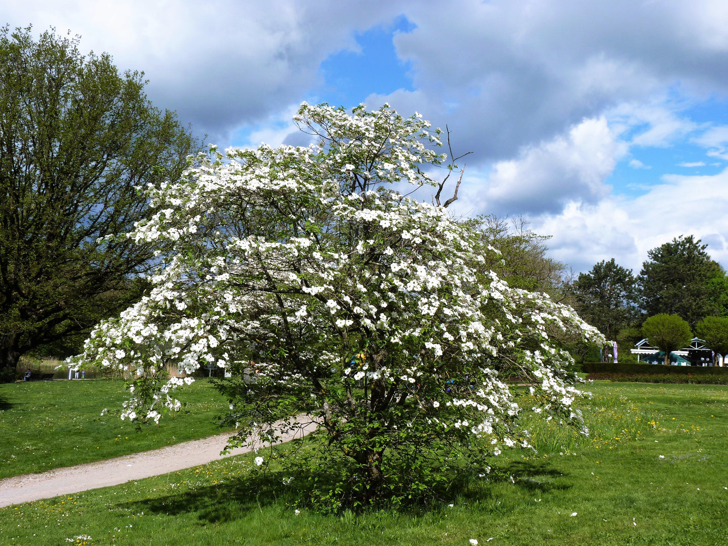 10 White Flowering Dogwood (Cornus Florida) Seeds