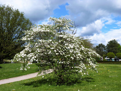 10 White Flowering Dogwood (Cornus Florida) Seeds