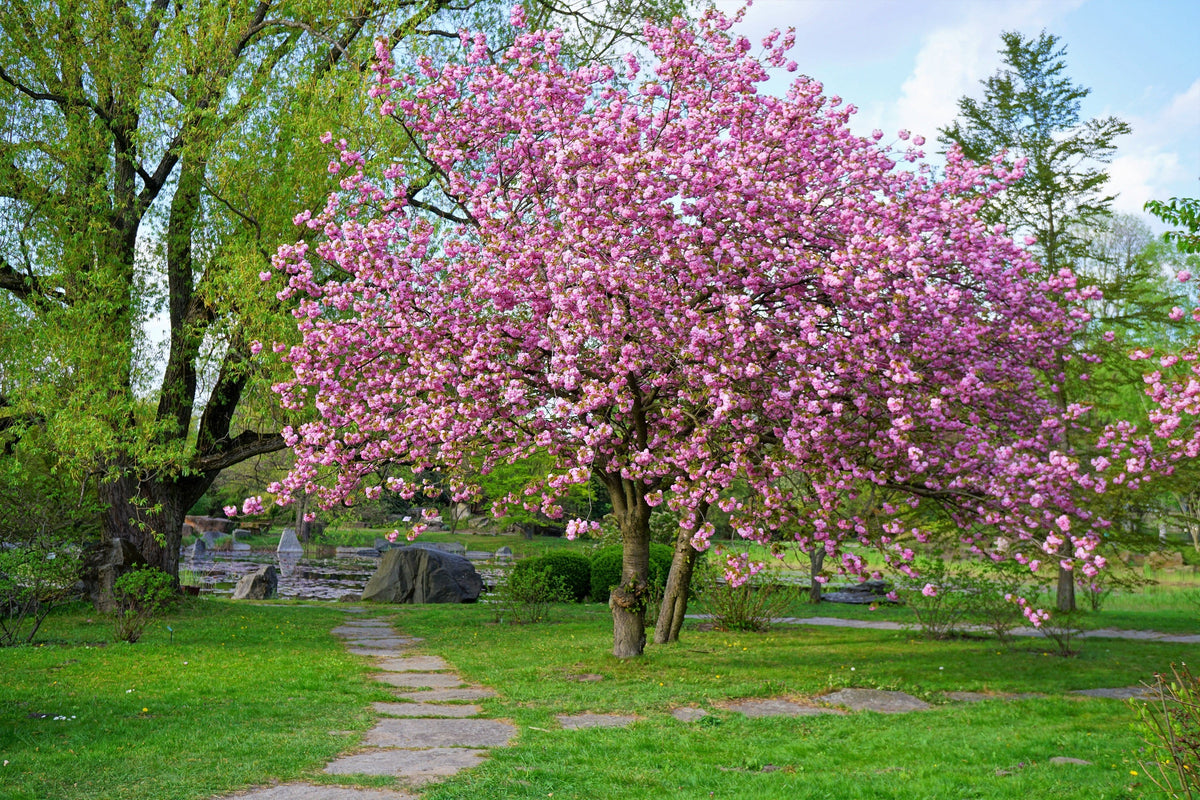 Japanese Flowering Cherry (Prunus serrulata) Seeds – 10 ct