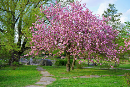 Japanese Flowering Cherry (Prunus serrulata) Seeds – 10 ct