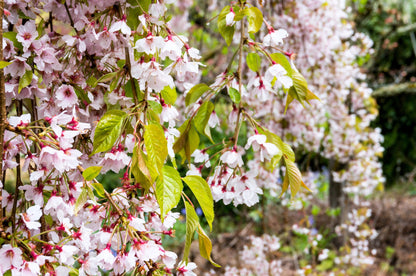 10 Weeping Higan Cherry Tree (Prunus Subhirtella Pendula) Seeds