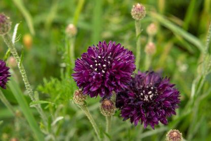 25 Bachelor's Button (Centaurea Cyanus) Seeds