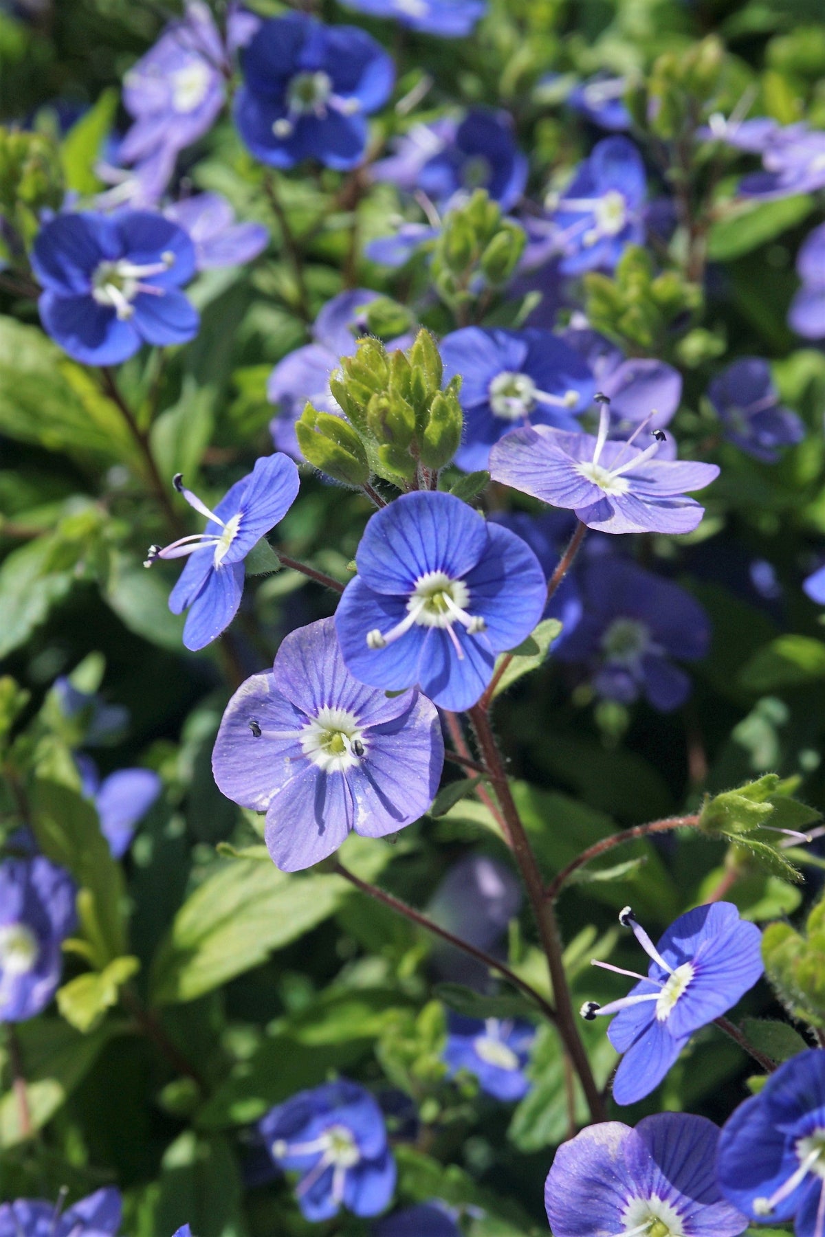 Creeping Blue Speedwell (Veronica repens) Seeds – 25 ct
