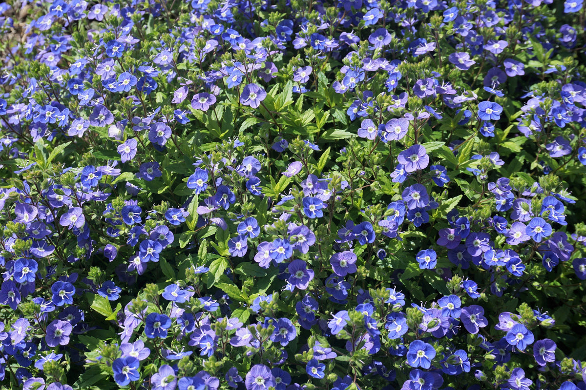 Creeping Blue Speedwell (Veronica repens) Seeds – 25 ct
