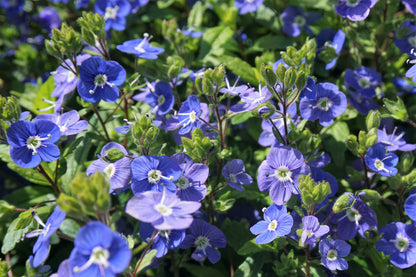 Creeping Blue Speedwell (Veronica repens) Seeds – 25 ct