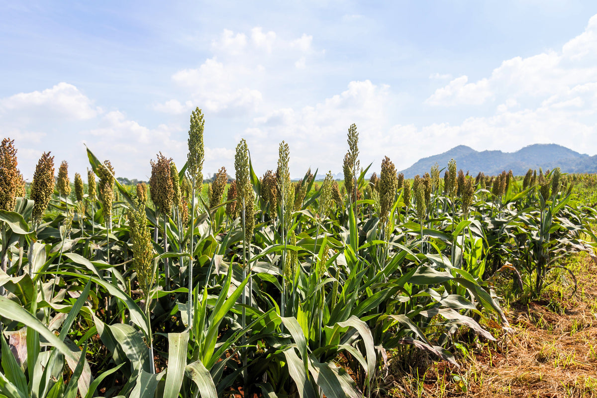 70 SUGAR DRIP SORGHUM Amber Cane Grain Sweet Syrup Vegetable Seeds