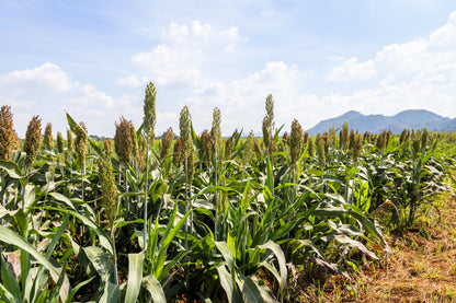 70 SUGAR DRIP SORGHUM Amber Cane Grain Sweet Syrup Vegetable Seeds
