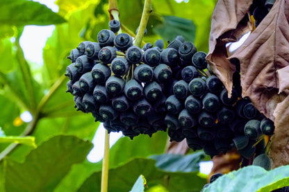 10 Japanese Fatsi (Fatsia Aralia Japonica) Seeds