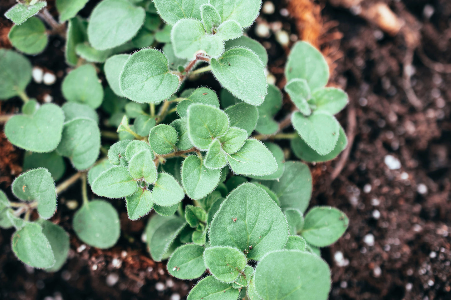 500 Greek Oregano (Origanum Vulgare Hirtum) Seeds