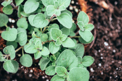 500 Greek Oregano (Origanum Vulgare Hirtum) Seeds