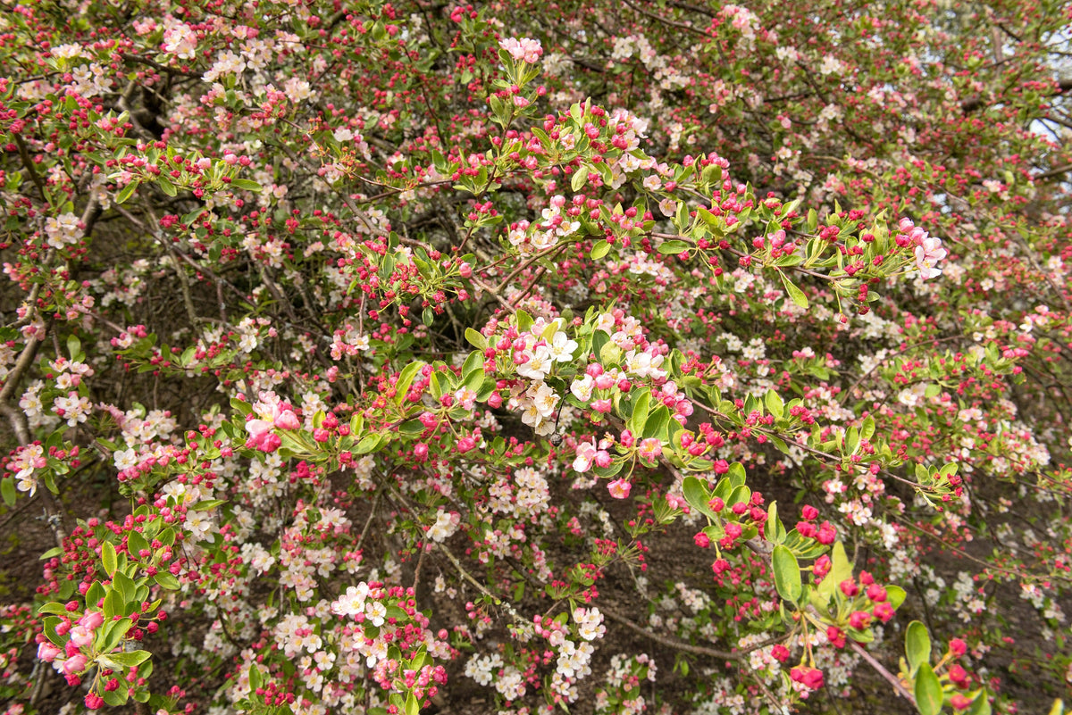 30 Sargent CRAB APPLE Shrub Hummingbird Flower White Red Malus Sargentii Seeds