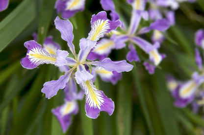 20 Oregon Iris (Iris Tenax) Seeds