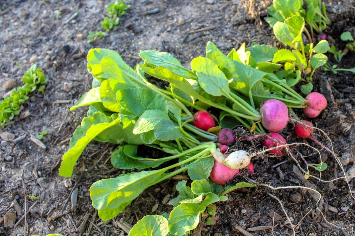 500 Mixed Colors EASTER EGG RADISH Raphanus Sativus Vegetable Seeds