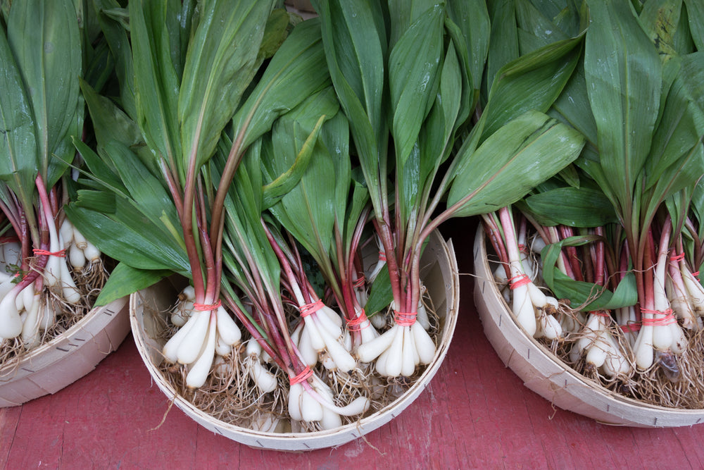 20 Ramp / Wild Leek (Allium Tricoccum) Seeds