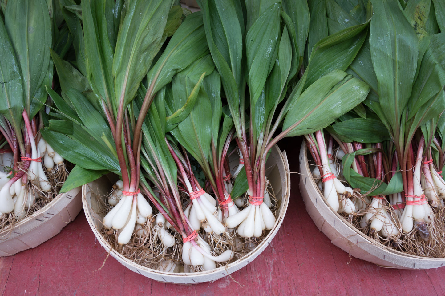 20 Ramp / Wild Leek (Allium Tricoccum) Seeds