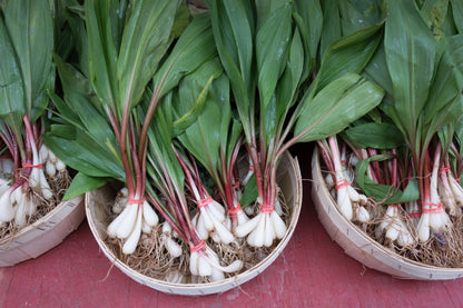 20 Ramp / Wild Leek (Allium Tricoccum) Seeds