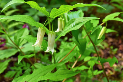 10 Hookers Fairybells (Prosartes Disporum Hookeri) Seeds