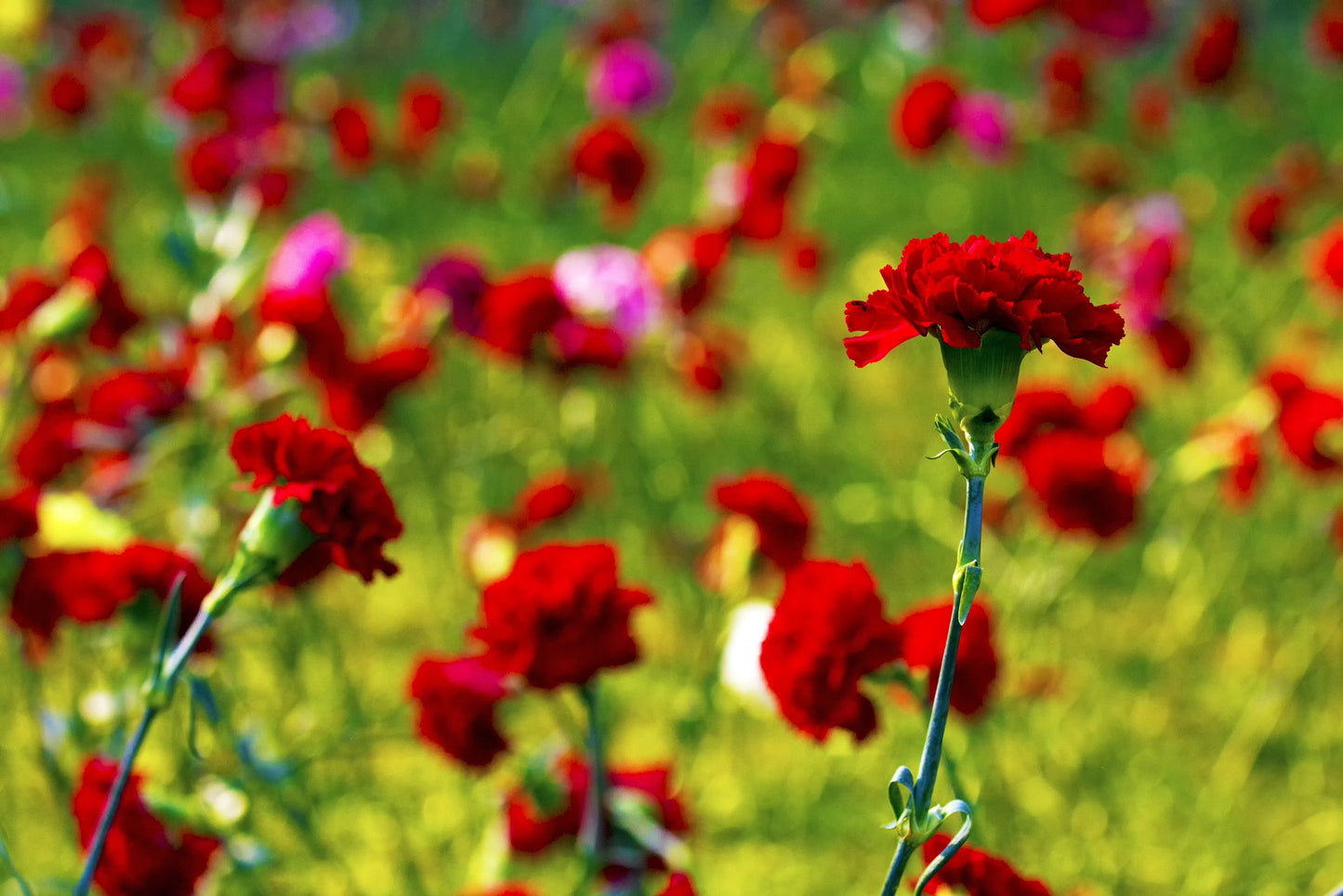 50 Scarlet Carnation  (Dianthus Caryophyllus Grenadin) Seeds