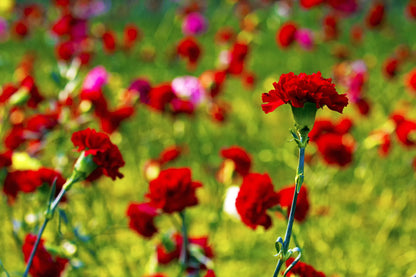 50 Scarlet Carnation  (Dianthus Caryophyllus Grenadin) Seeds