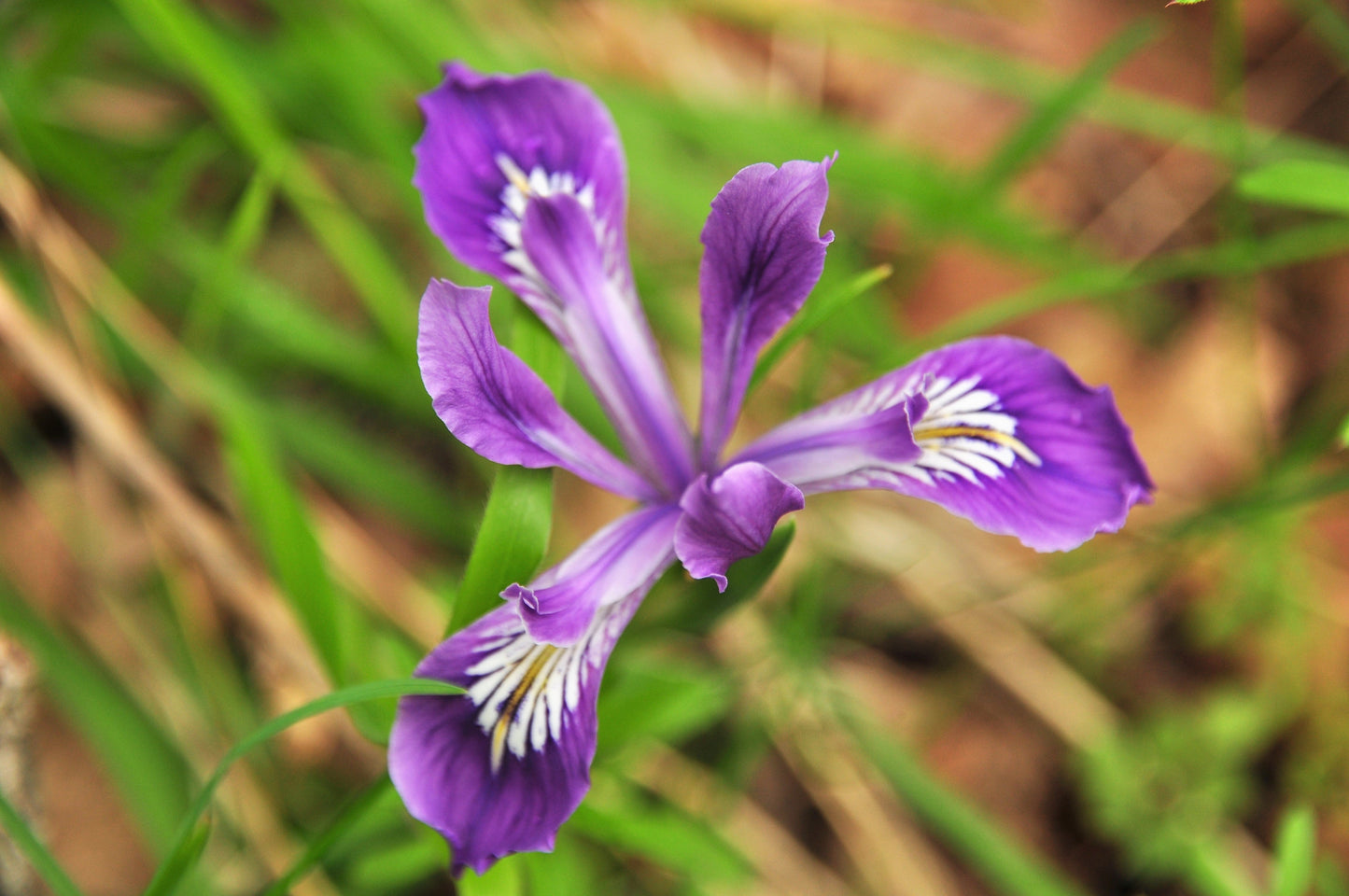 20 Oregon Iris (Iris Tenax) Seeds