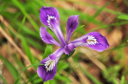 20 Oregon Iris (Iris Tenax) Seeds