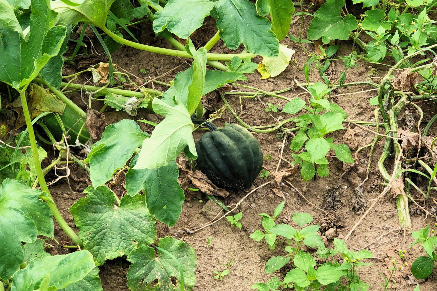 50 Table Queen Acorn Squash (Cucurbita Pepo) Seeds